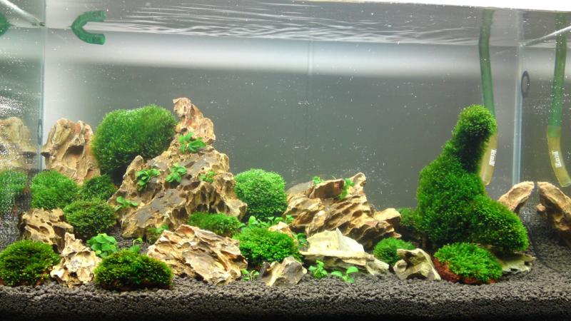 My New Aquarium Tank