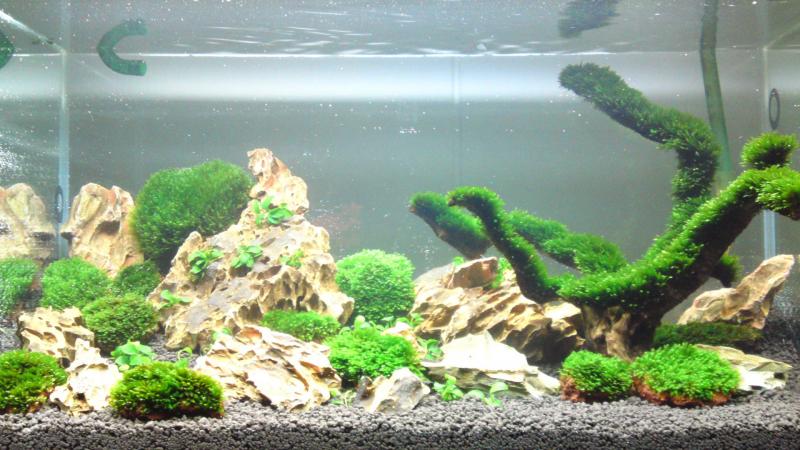 My New Aquarium Tank