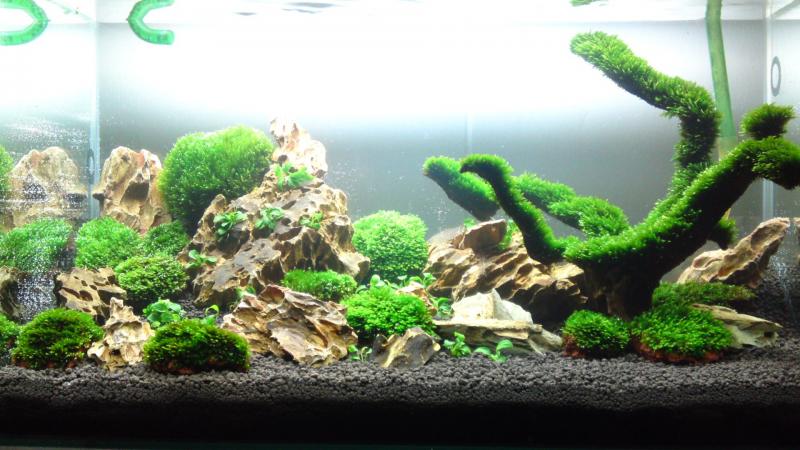 My New Aquarium Tank