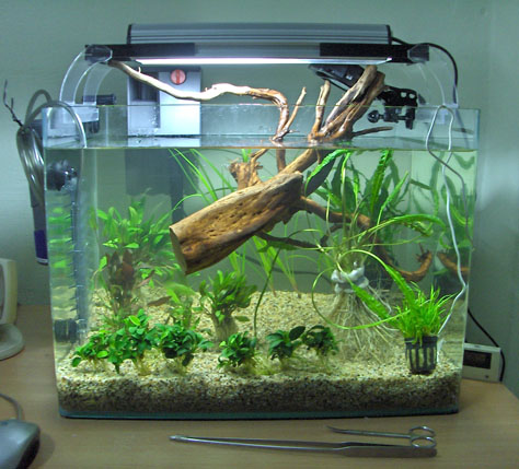 tank setup