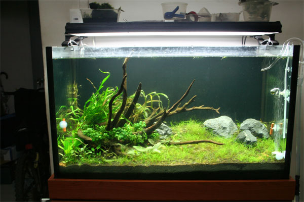 3ft tank