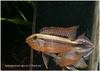 Apistogramma Agassizii 'Manicore'