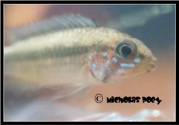 Ap.sp." Breitbinden " Sao Gabriel red cheek male