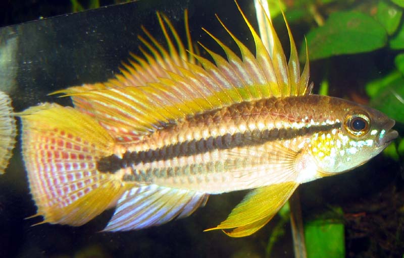 Apistogramma Bitaeniata Shushupi