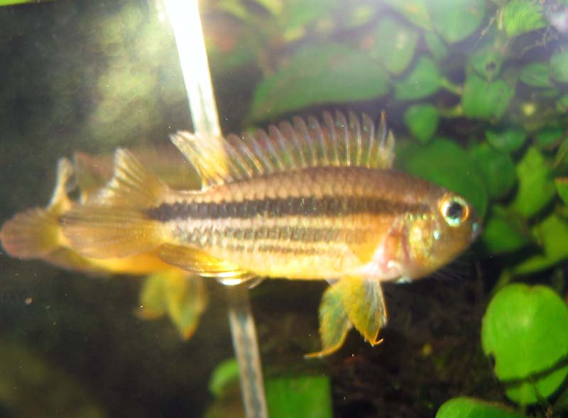 Apistogramma Bitaeniata Shushupi