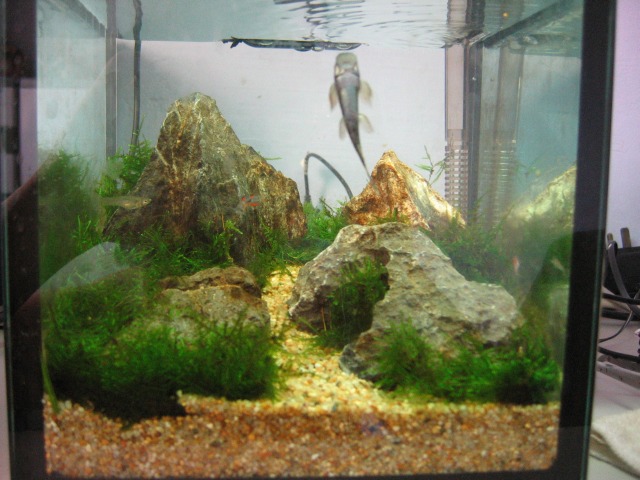 8inch Cube Nano Tank