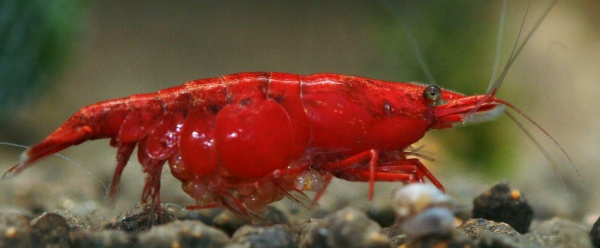 Taiwan Fire Red Shrimp