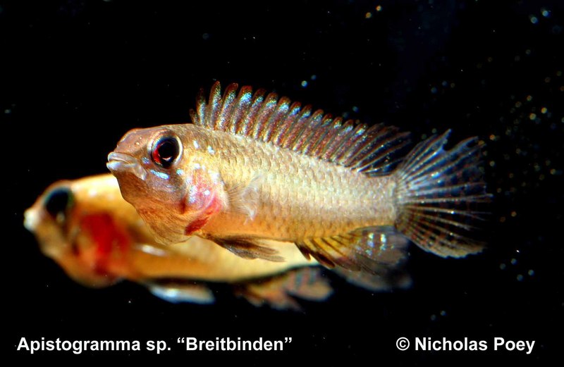 Ap.sp." Breitbinden " Sao Gabriel red cheek  Female