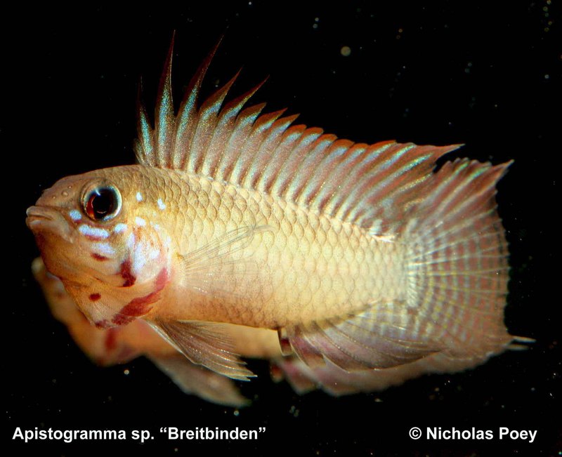 Ap.sp." Breitbinden " Sao Gabriel red cheek Male