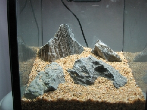 8inch nano tank