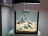 8inch nano tank