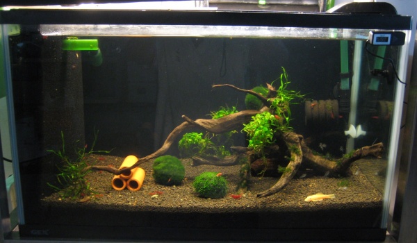 Taiwan Fire Red Shrimp Setup