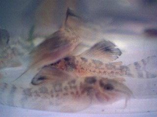 Unidentified catfish
