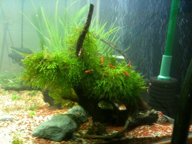 shrimp & logwood