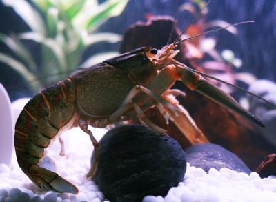 Cherax Quadricarinatus