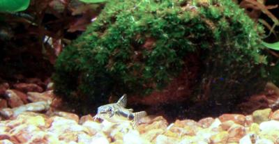 Corydoras Habrosus