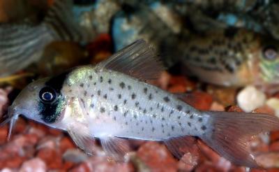 Corydoras Atropersonatus