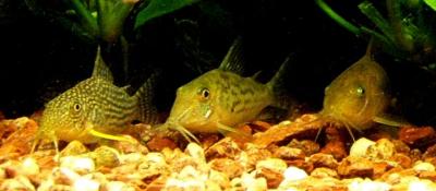 Corydoras Sterbai, Blochi Vittatus, Corydoras Aeneus