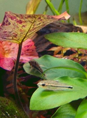 Pygmy Corydoras and Corydoras Habrosus