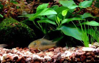 Corydoras Aeneus