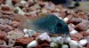 Corydoras Concolor