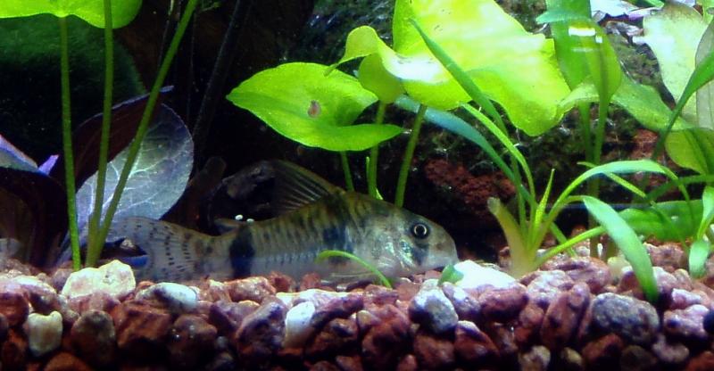 Corydoras Reynoldsi