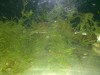 willow moss crs