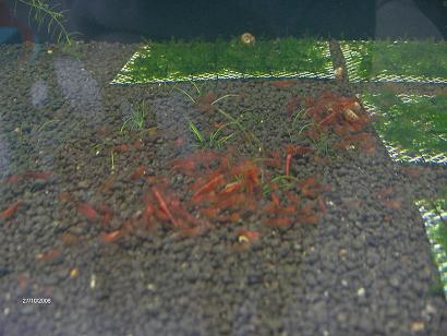 cherry shrimp