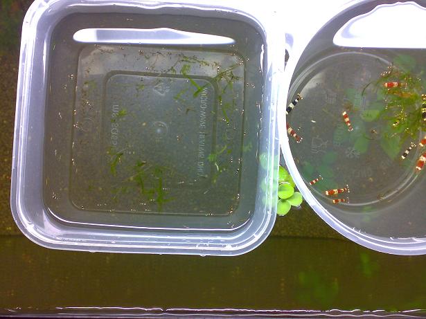Crs baby shrimps!