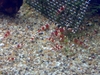 My crs!
