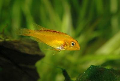 Apistogramma agassizii - female