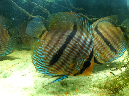 Symphysodon discus 1