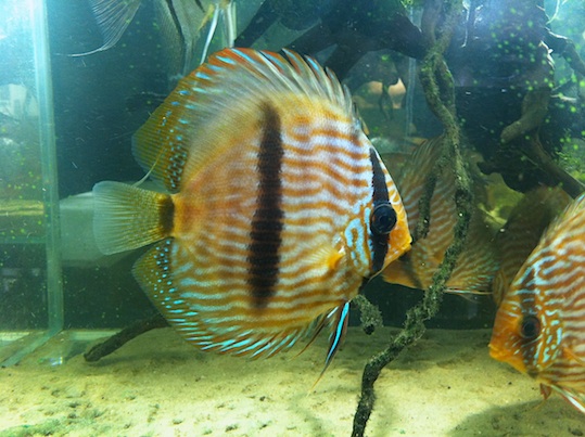 Symphysodon discus 2