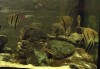 Leopold III angelfish