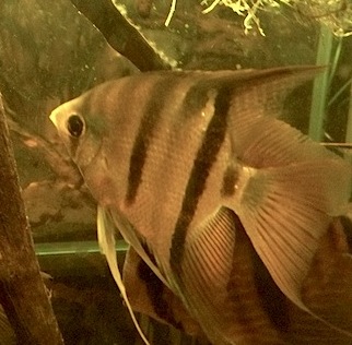 Pterophyllum leopoldi