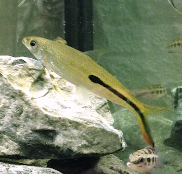 Hemiodus gracilis