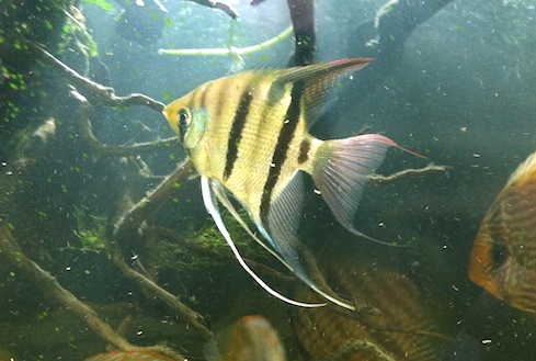 Pterophyllum leopoldi