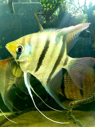 Pterophyllum leopoldi 2