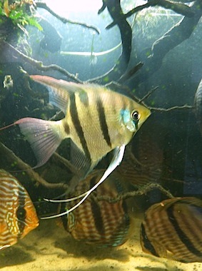 Pterophyllum leopoldi