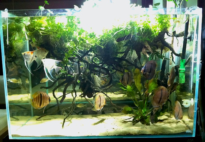 Rio Negro Biotope