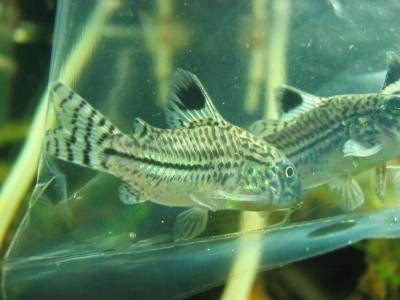 Leopard Cory Cat