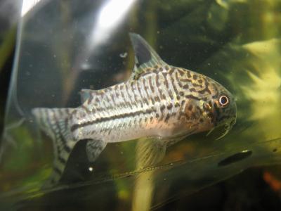 Leopard Cory Cat