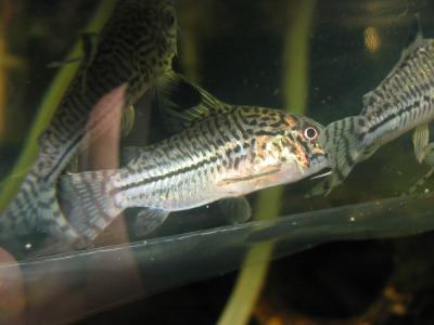 Leopard Cory Cat