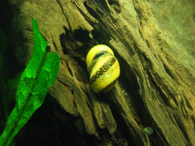 Horned Nerite Snail