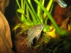 Leopard Cory