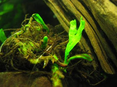 Young Windelovs Fern Leafs