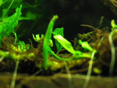 Young Windelovs Fern Leafs