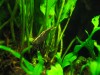 Malaya Shrimp