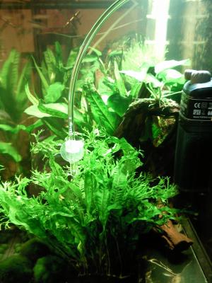 2FT Low-Light Semi High Tech Tank