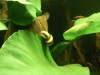 Horned Nerite Snail